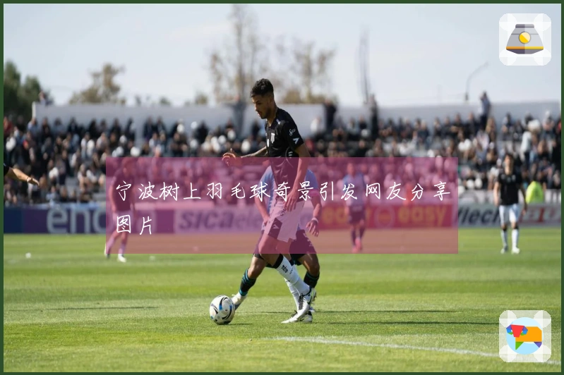 宁波树上羽毛球奇景引发网友分享图片
